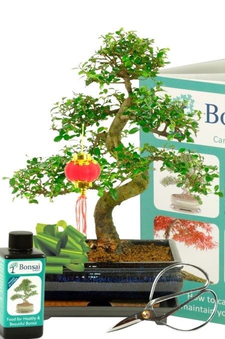 Chinese New Year Chinese Elm Bonsai Tree