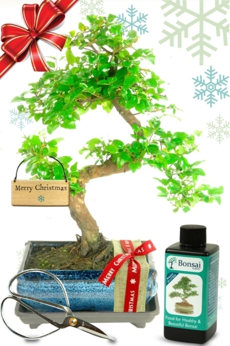 Natural Range Christmas Fruiting Bonsai Gift - Festive Red Gift Wrap