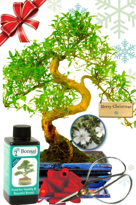 Serissa bonsai tree Christmas gift with white flowers - The tree of a thousand stars