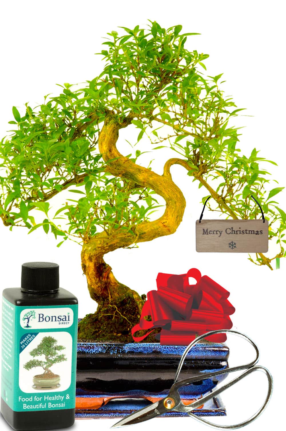 Series bonsai tree Christmas gift - star shaped white flowers