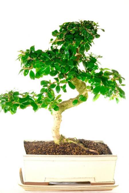Extra Large Flowering Indoor Fukien Tea Tree Bonsai | Powerful & Majestic [26 years]