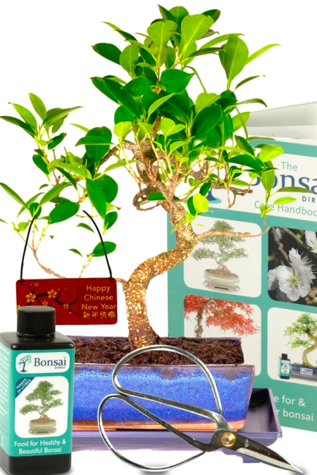 Chinese New Year Ficus Tree Gift