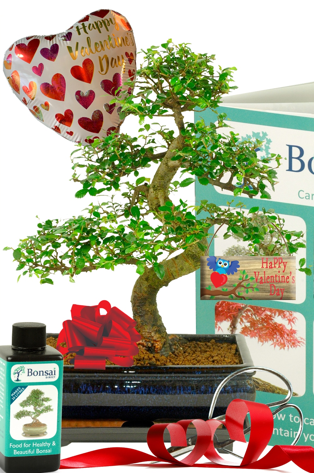 Valentine's Day plant gift - Large 16 year old Chinese Elm bonsai