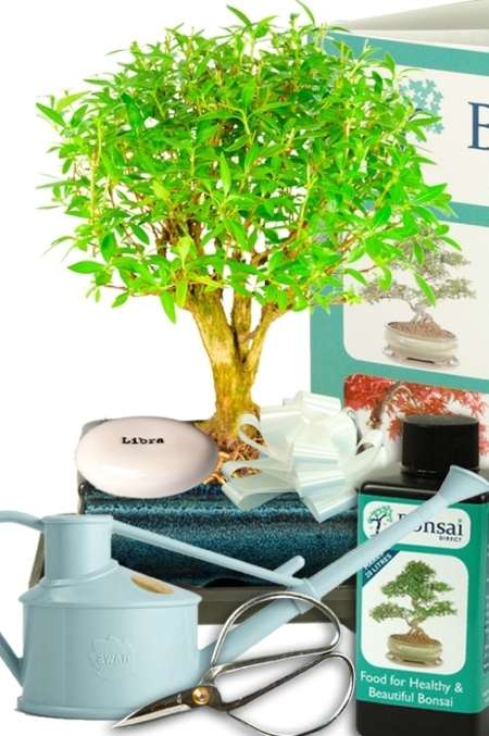 Star sign gift - Flowering Tree of a Thousand Stars comprehensive bonsai gift