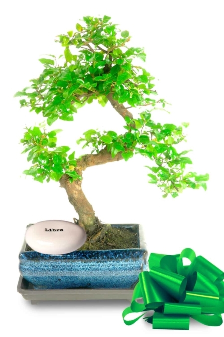 Fruiting astrology birthday gifts - Chinese Sweet Plum with Zodiac pebble