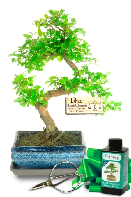 Fabulously fruiting Zodiac sign gifts! Chinese Sweet Plum with kit - excellent birthday gift UK