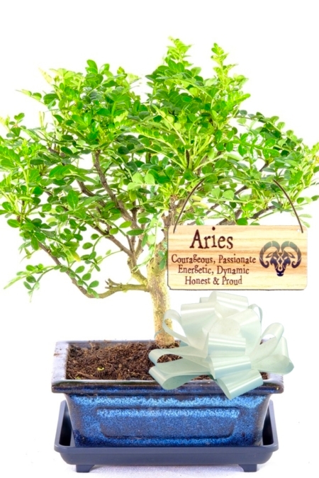 Fragrant astrology gifts - Aromatic pepper bonsai UK