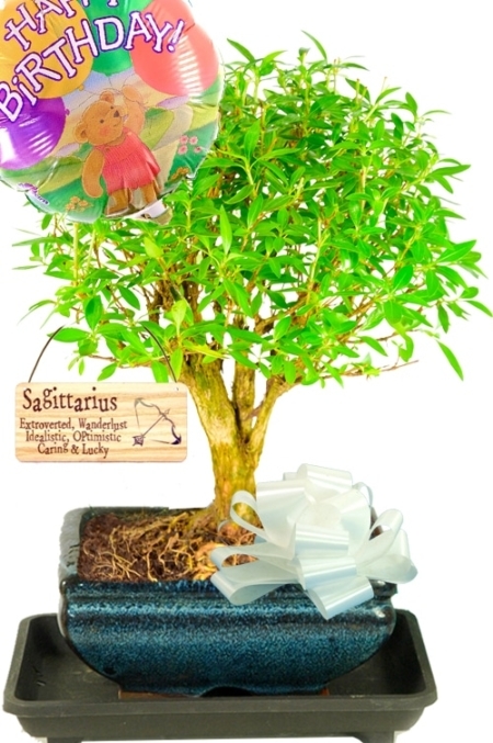 Star sign gift - Flowering Tree of a Thousand Stars bonsai with tag & balloon