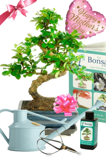 Unique & unusual Mother's Day Bonsai flowers gift set with all accessories