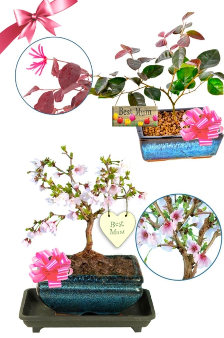 Twin bonsai mothers day gift - Flowering Cherry & Blush bonsai trees