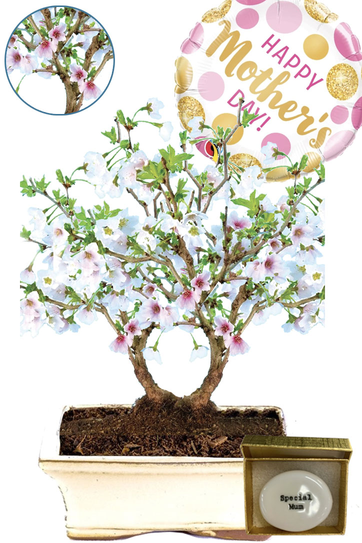 Twin flowering Cherry Blossom bonsai - perfect Mother's Day flowers!
