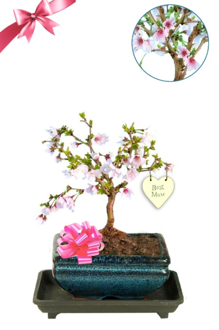 Mother's Day Presents | Beautifully Flowering Cherry Blossom Bonsai Tree