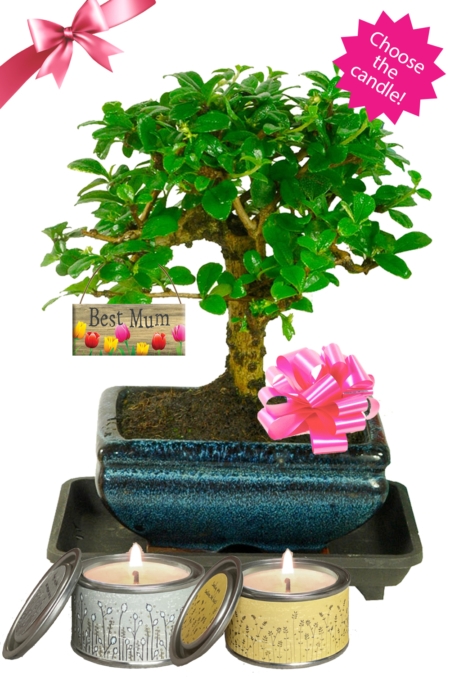 Stylish Mother's Day Gifts | Woodland-Style Flowering Bonsai Tree