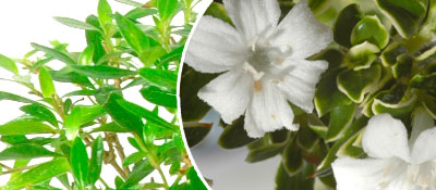 Serissa or Tree of a Thousand Stars Bonsai trees for sale