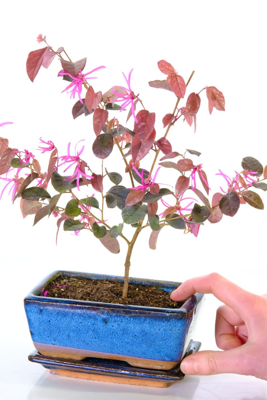 Chinese Blush Tree bonsai with purple leaves & prink flowers