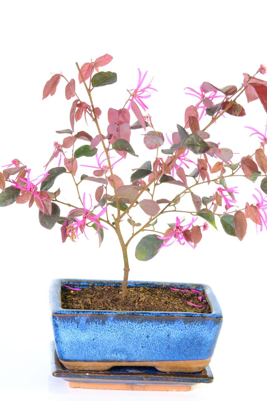 Loropetalum bonsai tree for sale | Striking colours
