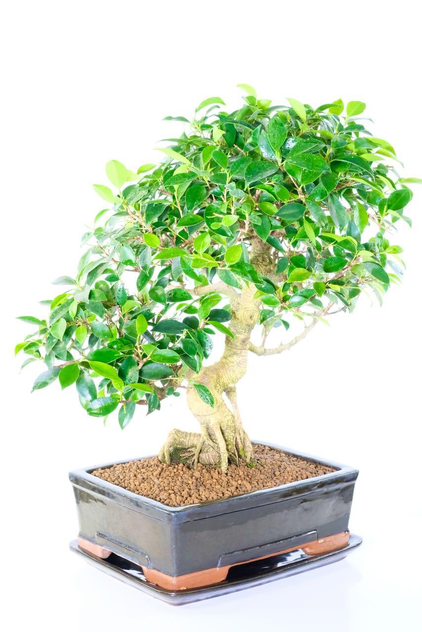 Choose your delivery date at the checkout