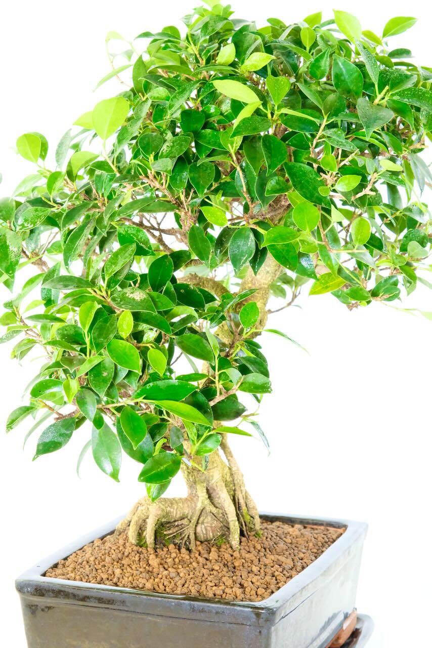 Lush green leaves of this extra large bonsai