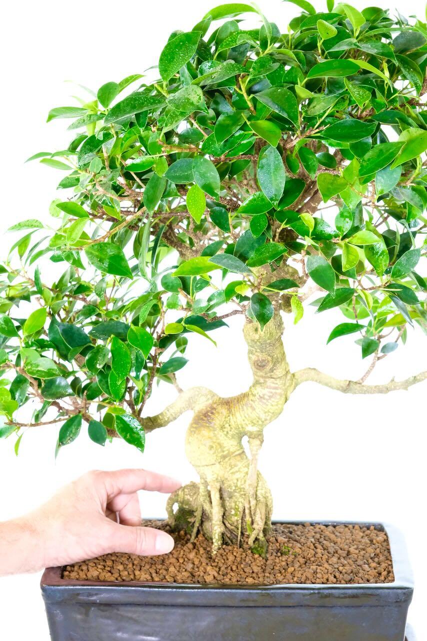 Ficus retusa bonsai - Banyan bonsai in glossy black pot