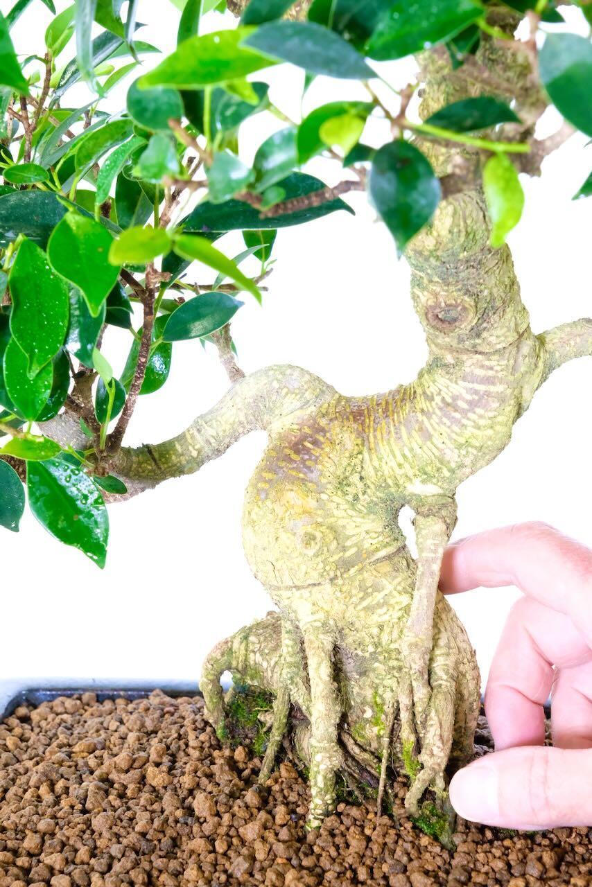 The base of the trunk - bear of this ficus bonsai is incredible