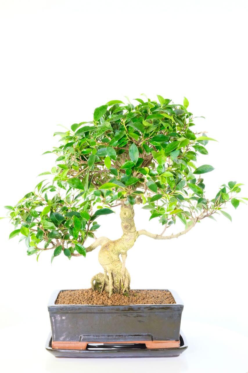 Top quality ficus bonsai tree - extra large