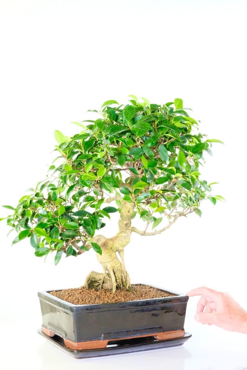 28 year old ficus bonsai for sale - big beginners bonsai tree