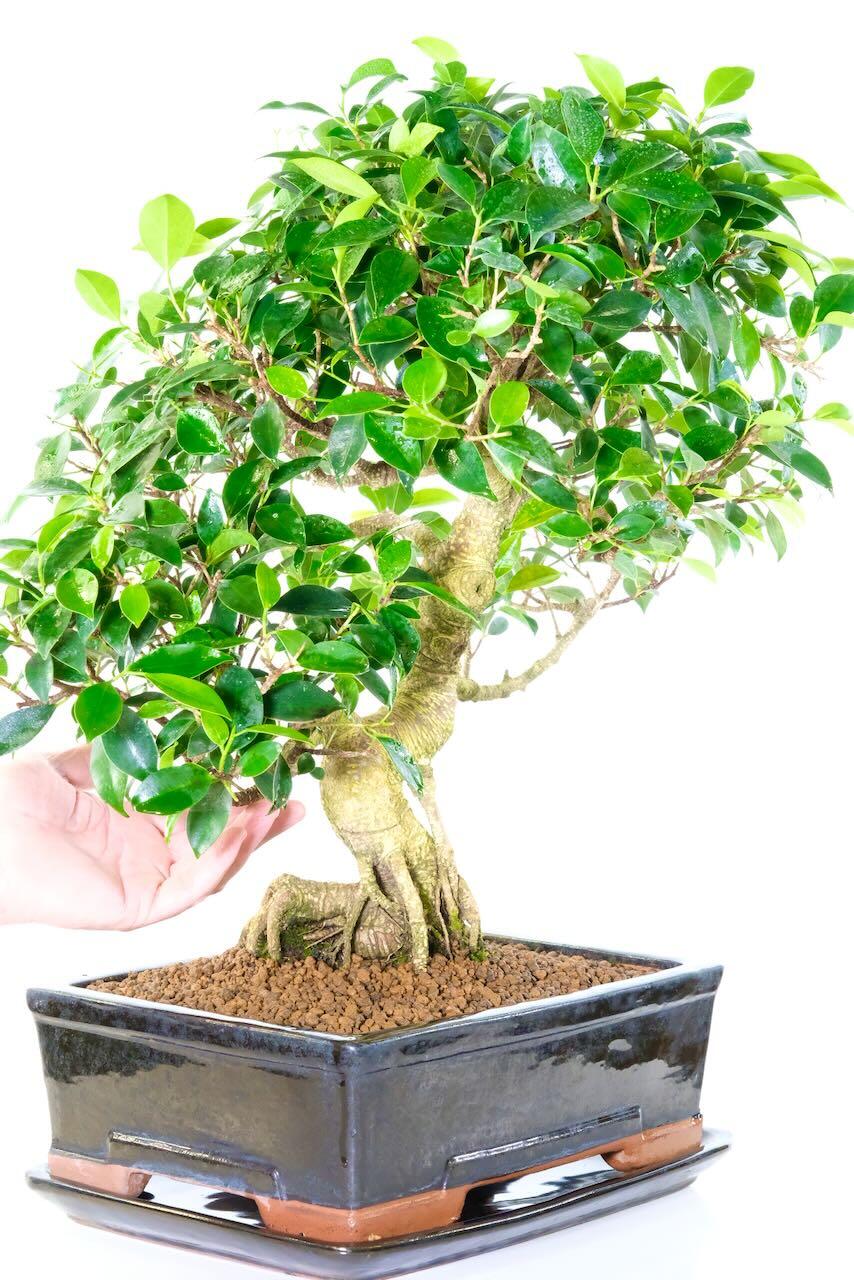 Impressive Big Ficus Bonsai Tree - Captivating qualities and artistic design.