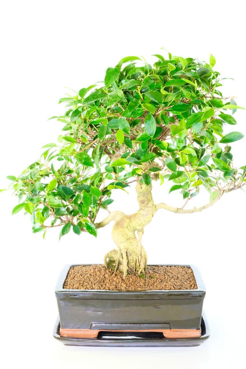 ecimen Indoor Ficus retusa Easy Care Bonsai - Commanding & Majestic