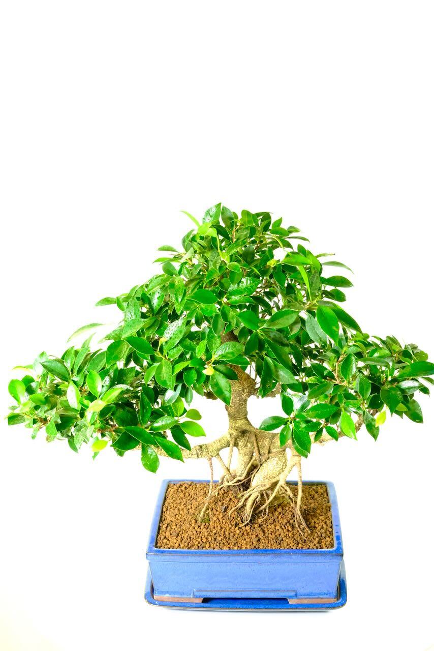 A very large bonsai - easy care | Ficus retusa