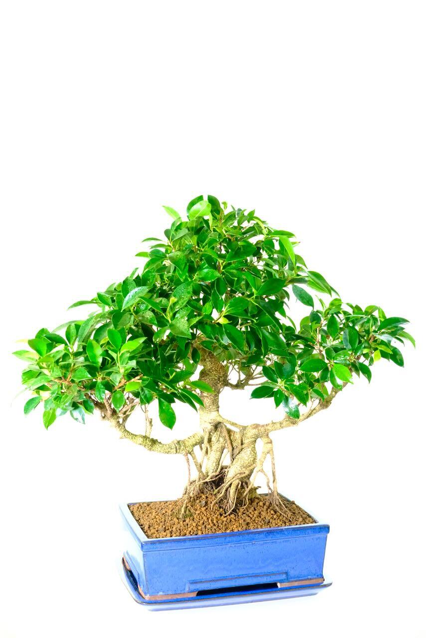 30 year old Extra Large Ficus Tree (Banyan Bonsai) Indoor bonsai