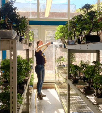 Behind the Scenes at Bonsai Direct