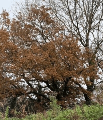 A look into our Bonsai nursery