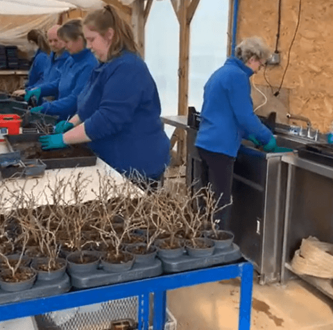Repotting Cherry Blossom Bonsai Trees