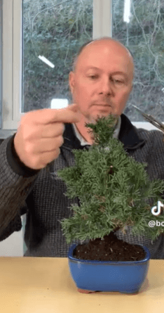 Pruning a Juniper bonsai tree