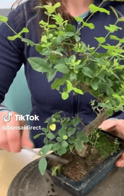 Holly's Chinese Sweet Plum bonsai tree