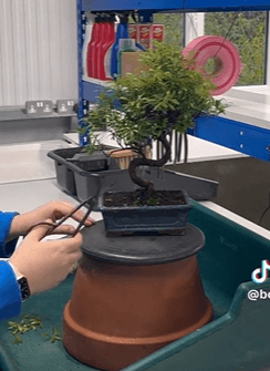 Premium range bonsai trees