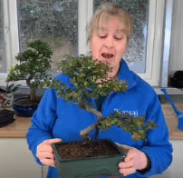 What is a plant passport?