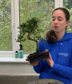 Repotting 12 year old Chinese Elm bonsai tree