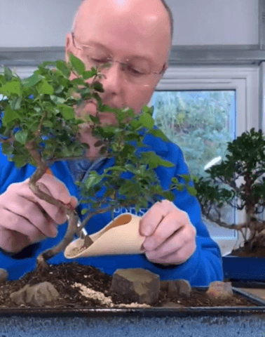 Creating a bonsai garden