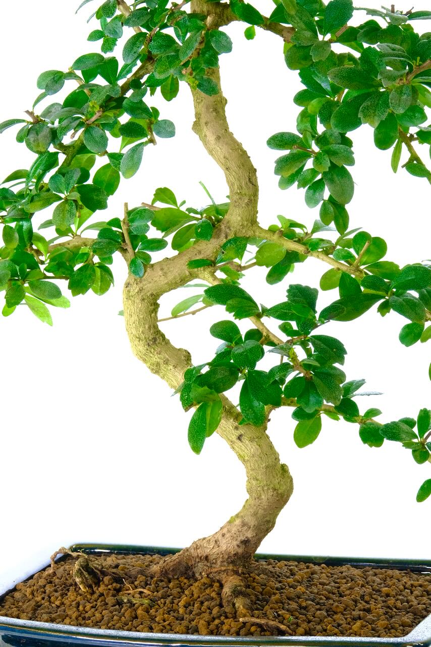 Tall, serpentine, elegant Mature carmona microphylla bonsai for sale with FREE delivery available