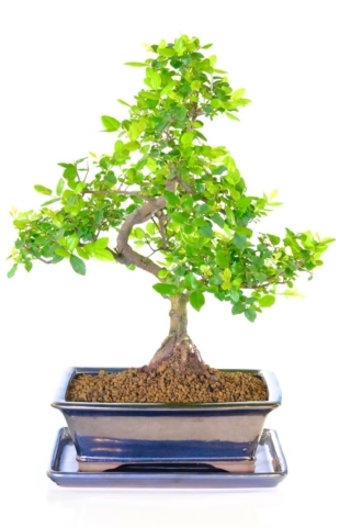Premium Bonsai Trees for Sale