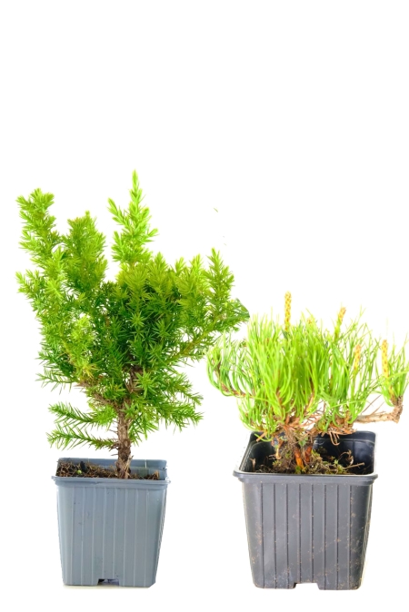 Twin Evergreen Bonsai Seedlings Pack - Chinese Juniper & Mugo Pine | Evergreen Starter Bonsai