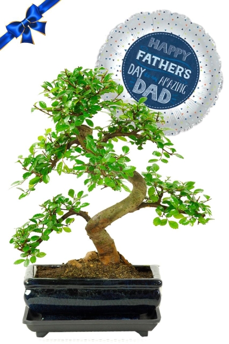 Fathers Day Plant | Father's Day Beginners Bonsai - Indoor Favourite