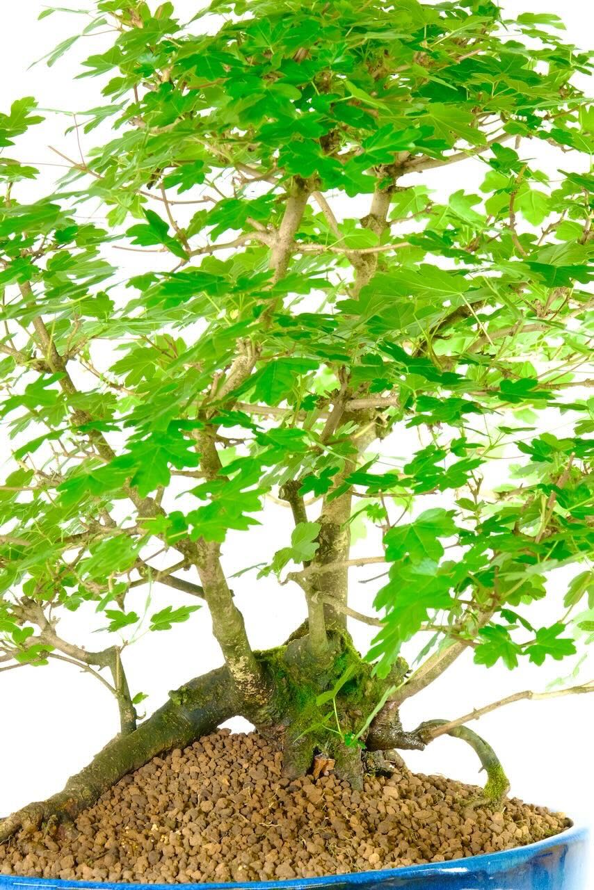 Raft style bonsai tree - multi trunk