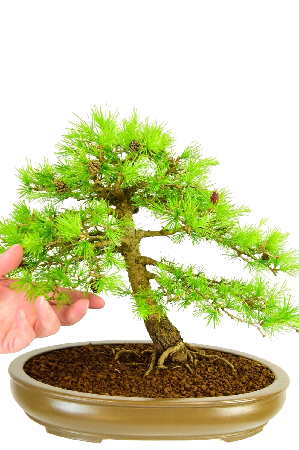 Specimen Larch Bonsai Tree - Truly phenomenal
