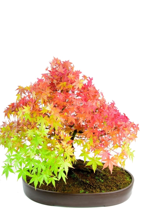 Specimen Mature Japanese Maple Bonsai (Acer palmatum)