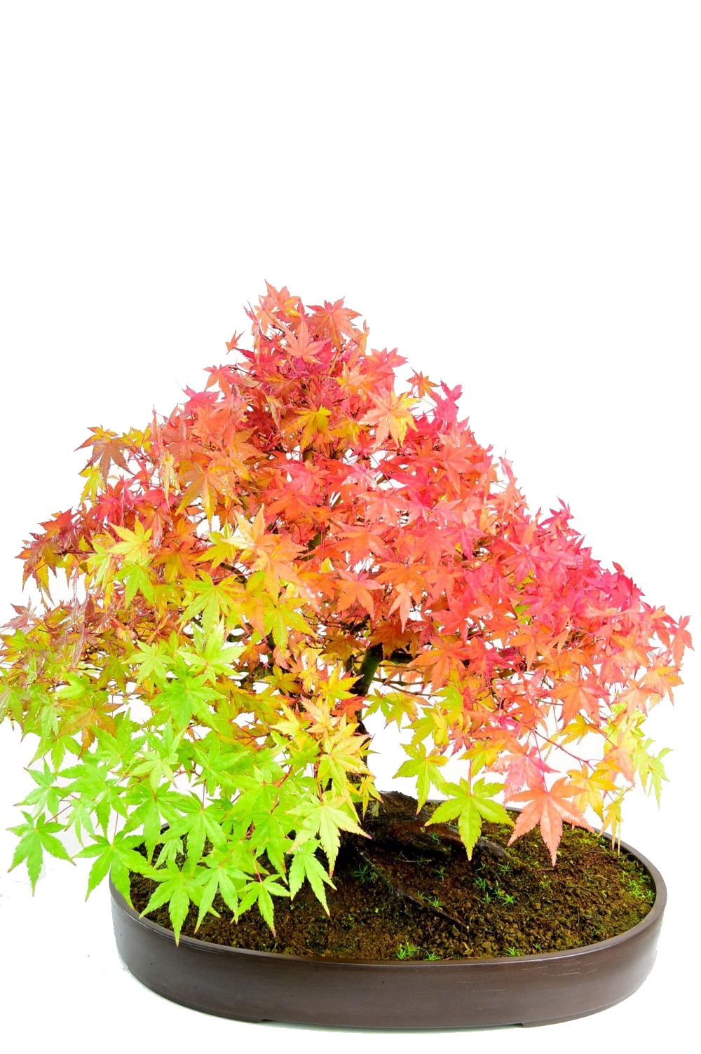 Specimen Mature Japanese Maple Bonsai (Acer palmatum)