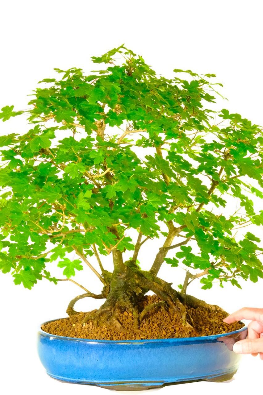 The exposed root flare is superb on this outstanding Maple bonsai tree