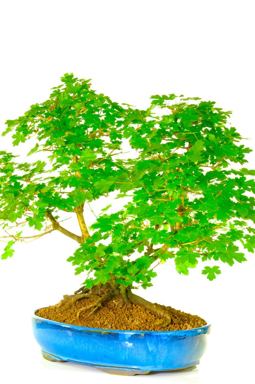 Phenomenal hardy Acer bonsai tree for sale with incredible nebari