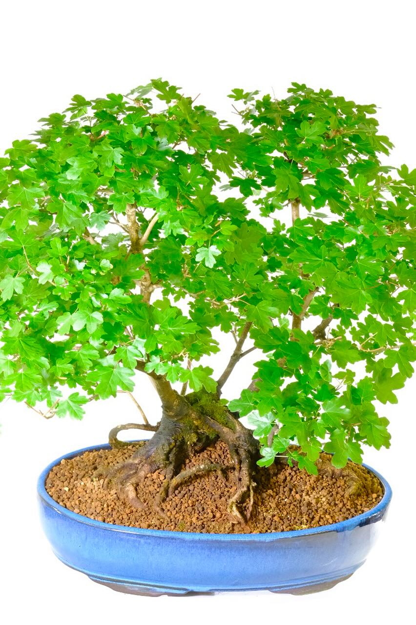 Specimen Acer campestre - Multi-trunked Bonsai beauty | English Field Maple Bonsai Tree